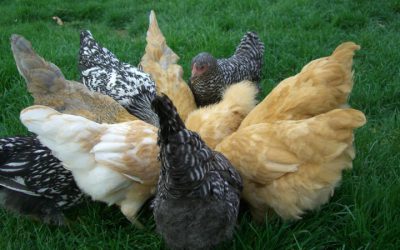 Backyard Chickens: Tips for Getting Started