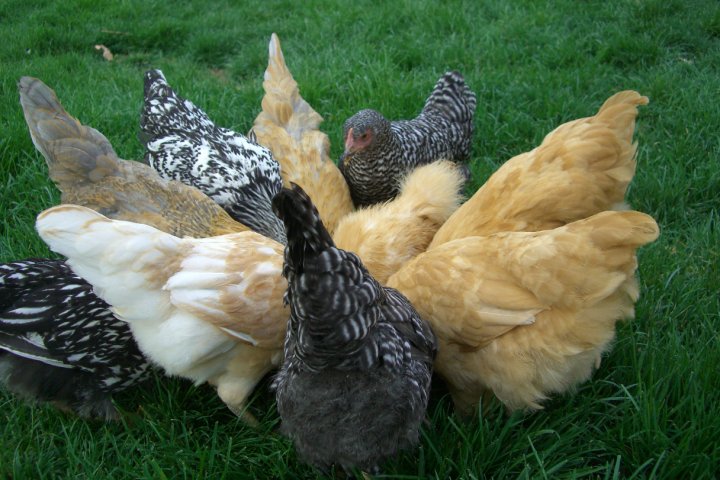 Backyard Chickens: Tips for Getting Started