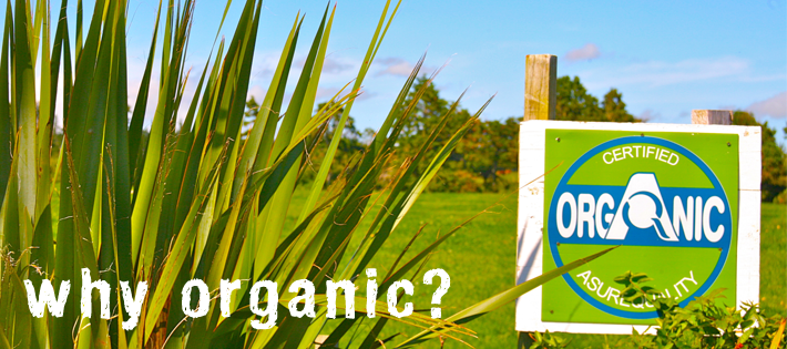 8 Reasons Eating Organic is Important to You… and the World around You!